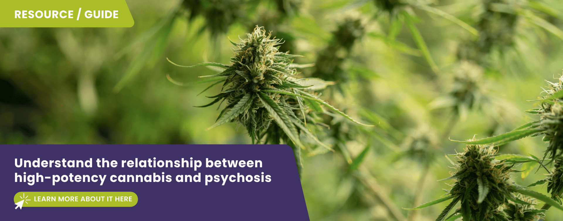 Understanding the Relationship Between High-Potency Cannabis and Psychosis Webslider